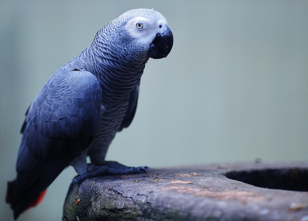 African Grey Parrot