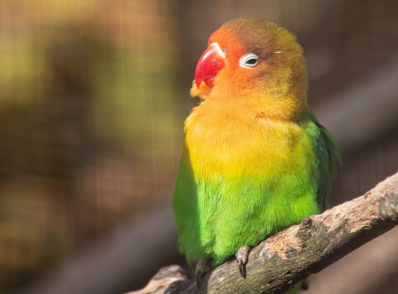 Lovebird