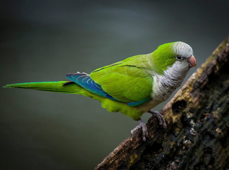 Quaker Parakeet